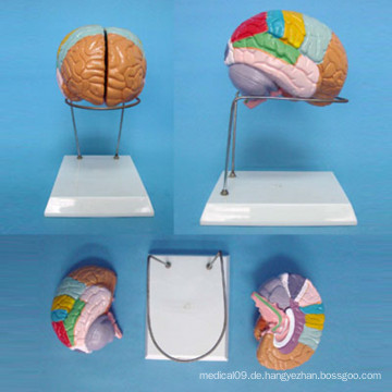Menschliches Schädel-Gehirn beschriftetes anatomisches Modell für medizinische Demonstration (R050107)
